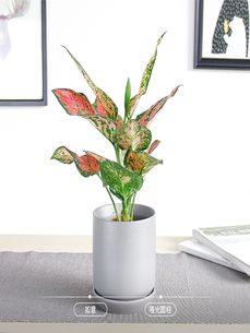 余姚花木出租方案