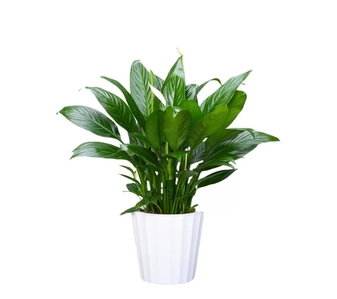 宁波慈溪花卉出租服务好