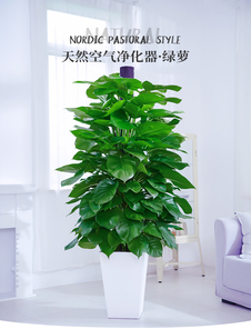 探寻宁波慈溪盆景租赁价格，别错过！