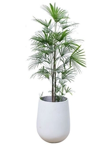 惊！海曙花卉出租价格实惠到超乎想象